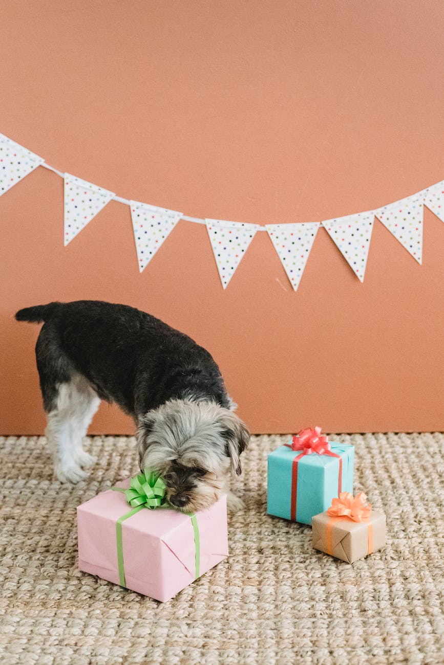 curious small dog smelling gift box